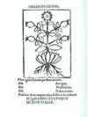 Herbarium Apulei 1481.